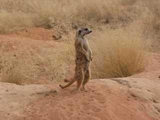 Wachsames kleines Erdm&auml;nnchen