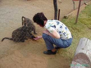 Pavianbabys bei Kontaktaufnahme