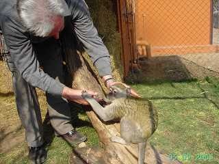 Armes blindes Rhesus&auml;ffchen