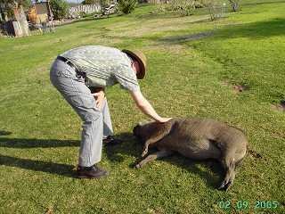 Warzenschwein mit Hundemanieren